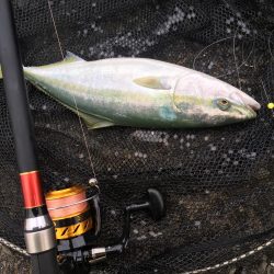 ジグサビキと泳がせ釣り